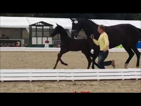 Venga Boy von Vivaldi (Vollbruder zu Le Vivaldi) verkauft für 66.000 EUR