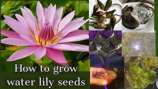 how to grow water lily seeds/tropical water lily seeds/ water lily seedling/ grow water lily seeds