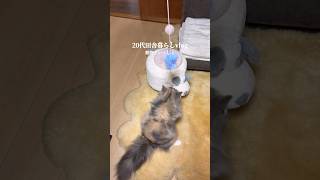 いつも癒しをありがとう🌷 #vlog #古民家 #田舎暮らし #動物のいる暮らし #猫