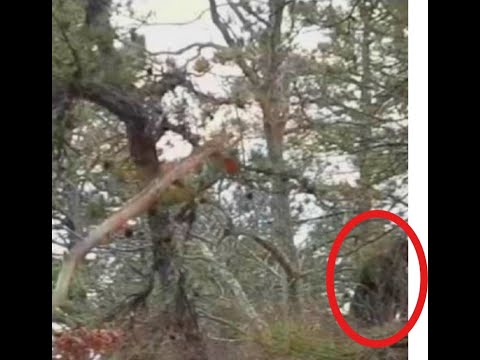 Tupso Bigfoot Chase Men Out of the Cascade Forest