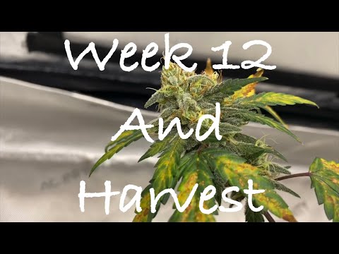 Growing autoflowering cannabis with Grow Dots! Week 12ish and Harvest!