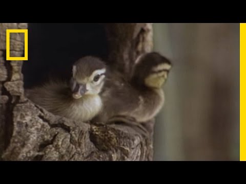 , title : 'Tiny Ducklings Leap from Tree | National Geographic'