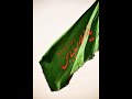 MAKHDOOM ZAMANE DA ALLAH DITTA LONE WALA VOL 4