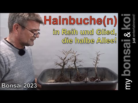 Bonsai 2023-30 - Hainbuche(n) - Carpinus betulus - in Reih und Glied, die halbe Allee