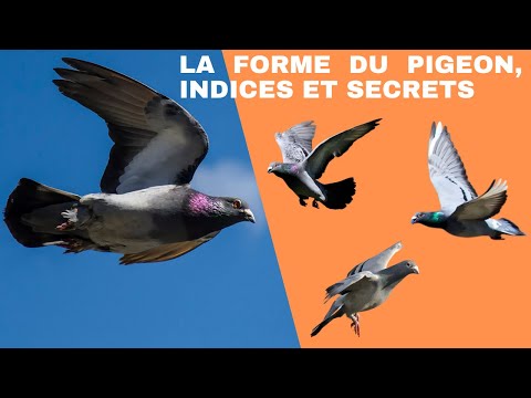 , title : 'La forme du pigeon, indices et secrets'