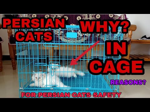 Persian cat | persian cat in cage | why? | Why to keep persian cat in cage? | Cage for cats