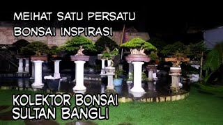 Download lagu KOLEKTOR BONSAI SULTAN BANGLI😍😍 BONSAI INSPIRASI BY AGUNG PC BALI mp3