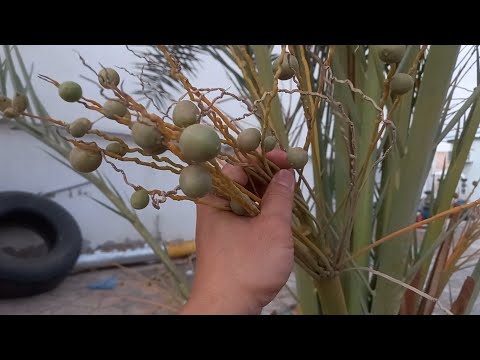 Como obter uma mangueira plana de 2 polegadas.al ayed mangueira factory.K.S.A