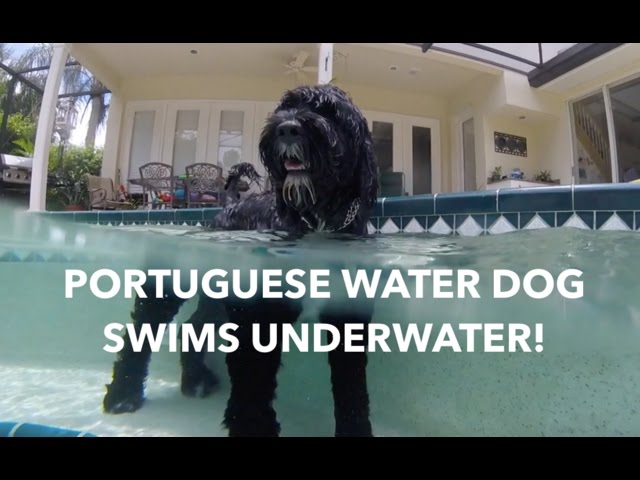 YouTube video preview