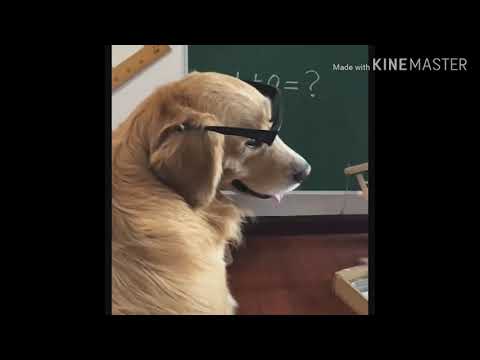 #Nigga dog #Backbrenchers attitude