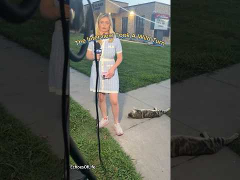 The Interview Took A Wild Turn.#interview #tv #wildanimals #wildtv #funny #animals