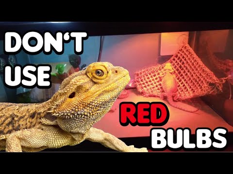 YouTube video about: Are red lights bad for leopard geckos?