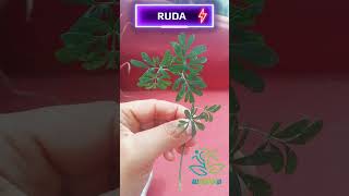 🌿FITOTERAPIA RUDA PLANTA AROMÁTICA #shorts