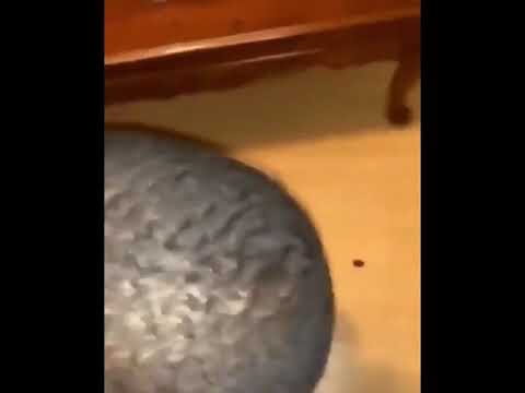 Damn I messed up we gotta go bald