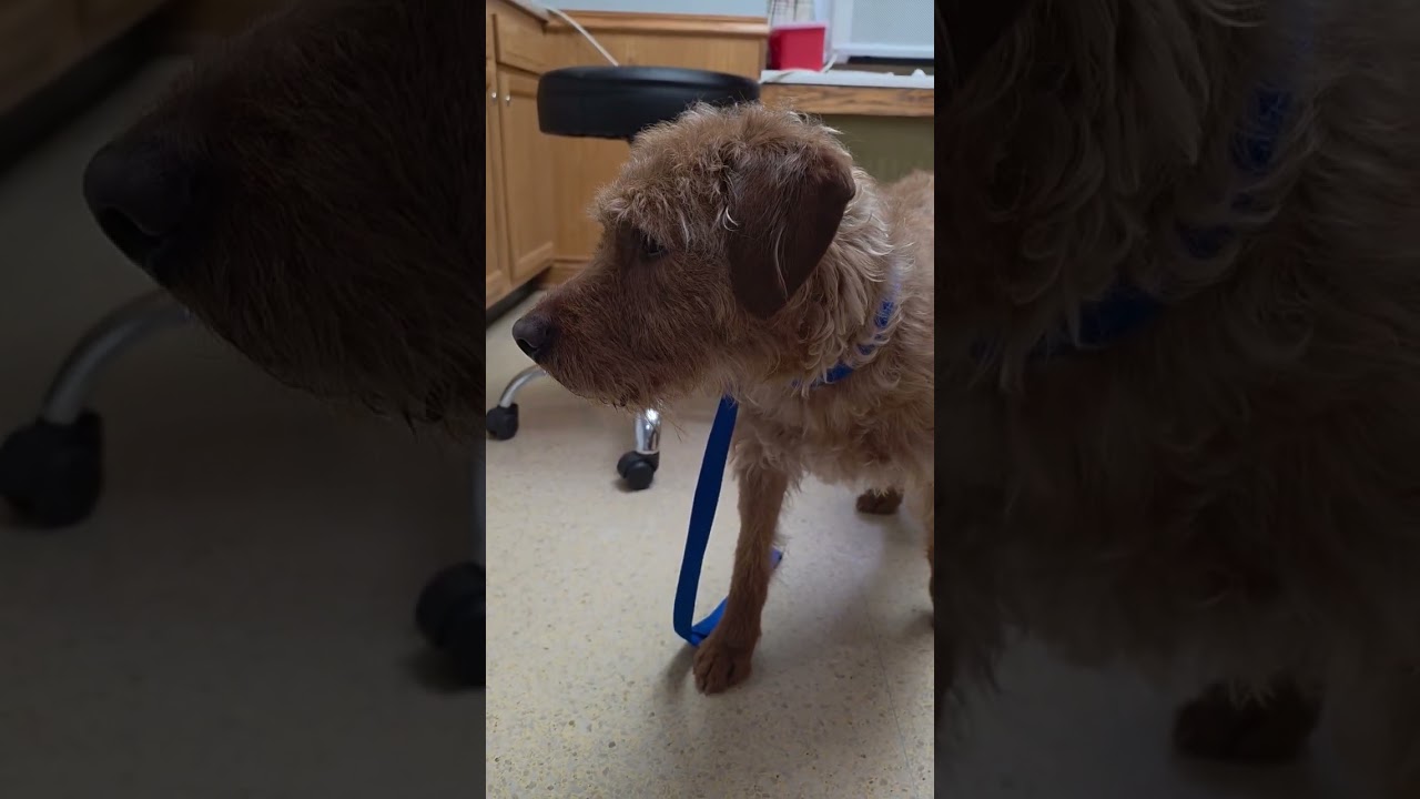 Orion, a ADOPTABLE mixed breed in Cedars, PA video 2/2