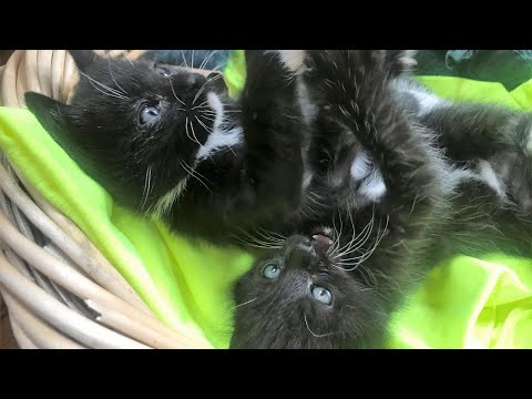 Cute baby black kitten rescue. Look at their deep blue eyes!