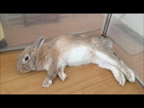 ウサギは寝ますか?