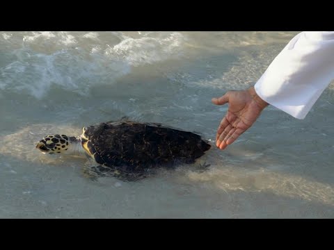 50 rehabilitated sea turtles released in Abu Dhabi | AFP