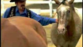 Good Shepherd (Kinky Friedman for Governor)