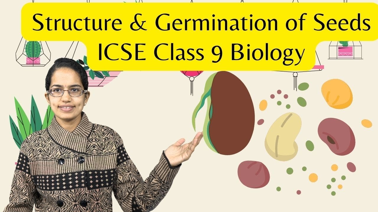 Structure & Germination of Seeds - Epigeal, Hypogeal | ICSE Class 9 Biology | SOF | NTSE | NSTSE
