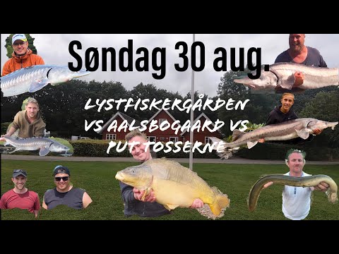 Stør Fiskeri, Rost VS Aalsbogaard VS Put Fiskerne