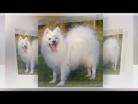 Indian Top Country Dogs, indian dogs, dogs in tamilnadu, ajith, vijay