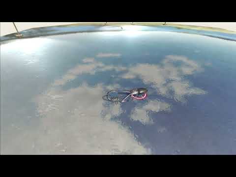 ARBS Emperor Scorpion VS Giant Stag Beetle