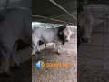 Scary BULL sound!
