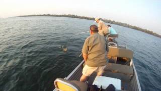 preview picture of video 'Upper Zambezi Tigerfish low res'