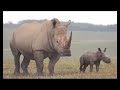 Newborn Cape Buffalo Mingles With Herd