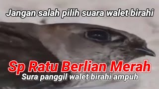 Download lagu SP RATU BERLIAN MERAH. Suara panggil walet birahi ampuh. pemutus jalur lintasan mp3