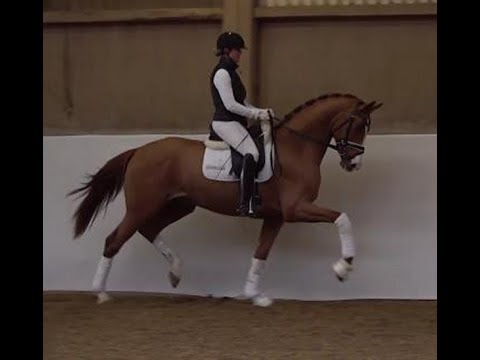 2019 Hannoveraner Hengst von SECRET ! www.sporthorses-online.com