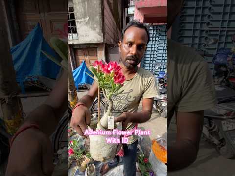Very Beautiful Adenium Flower Plant With ID at Parimal Dar Nursery #flowers  #adenium #galiffstreet