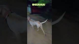 Big Pakistani Bully Dog Gurad our House in Night 🌙  #shorts #dog #dogs #bully