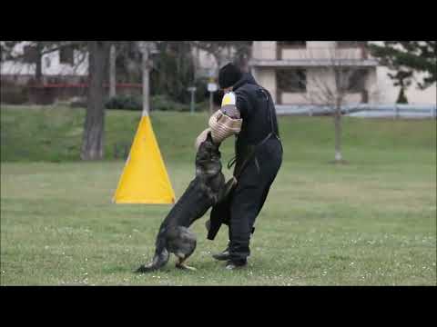 Safira z Jukasu - protection training - 2022