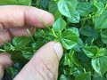 What's That Herb Ep01 - Peperomia Pellucida (rau càng cua)