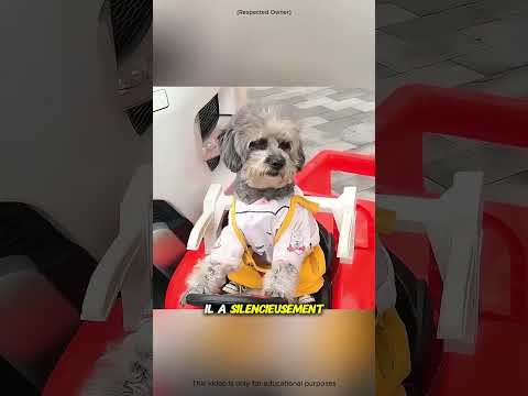 Une leçon d’honnêteté par un petit chiot🐶❤️