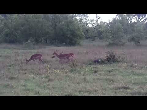 Djuma: Impalas in the rain - 18:12 - 11/13/2022