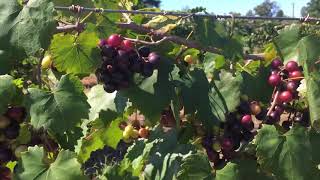 The NOBLE on the vine.