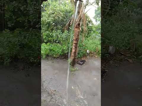 #SHORTS #VIRAL #VHUVA#ANGELIM PE