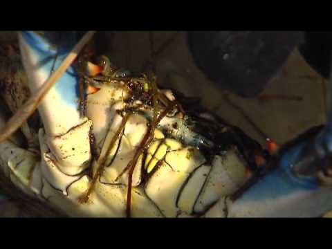 Sealife in Southwest Florida Estuaries