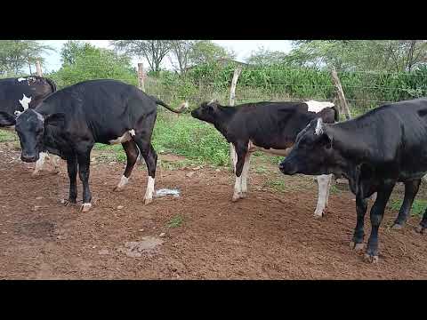 5 GARROTAS A VENDA 87981470453 LOCAL ITAIBA PE