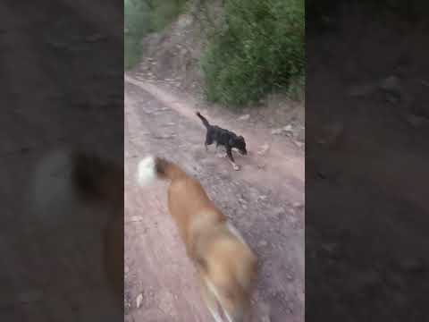 Sher aa gya 💟⬅️❤️⬅️💟@jaikumarjik8294 #doglovers #jaikumarjik8294 #jaikumarjik8294 #sweetdog #anim