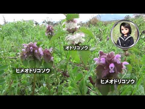 オドリコソウは食用ですか? 植物