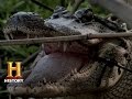 Swamp People One Handed Gator Shot S6 E12 History
