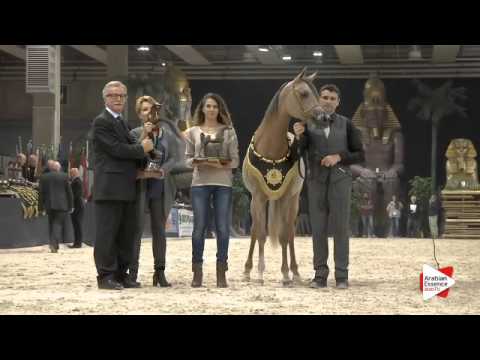 1st-N.126 AJ AZZAM - Verona 2015 - Yearling Colts Championship (Class 14)