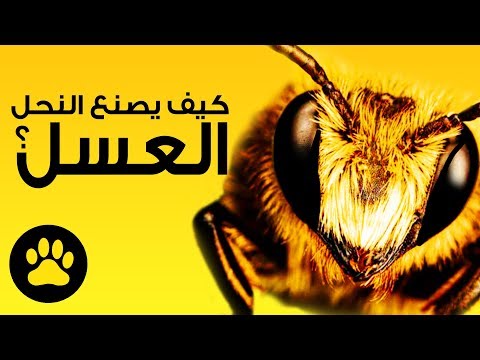 , title : 'كيف يصنع النحل العسل؟ ستفاجئك الطريقة حتماً!'