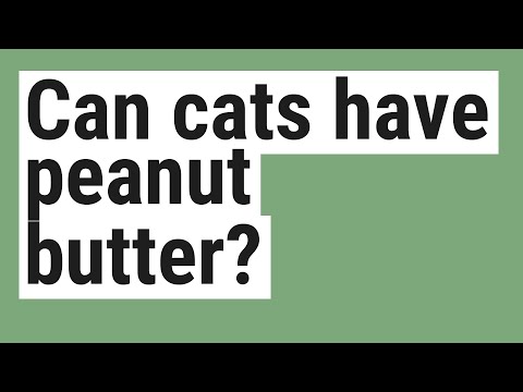 Can cats have peanut butter? - YouTube