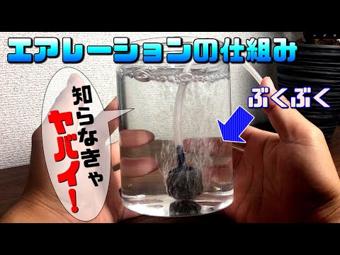 水槽の水が凍らないようにするにはどうすればよいですか?冬に幸せな鳥を育てるための簡単なヒント  庭園