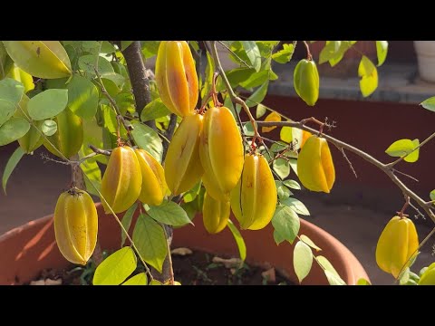 Star fruit plant 😍| star fruit harvesting in Bangalore | natural food | organic fruits